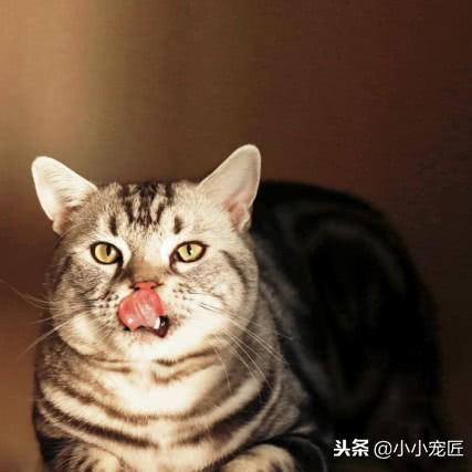 牛磺酸世界摄入排名，牛磺酸世界摄入排名最新